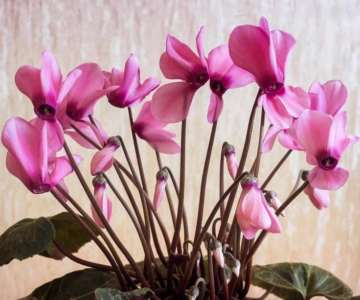 Pale pink cyclamen flowers