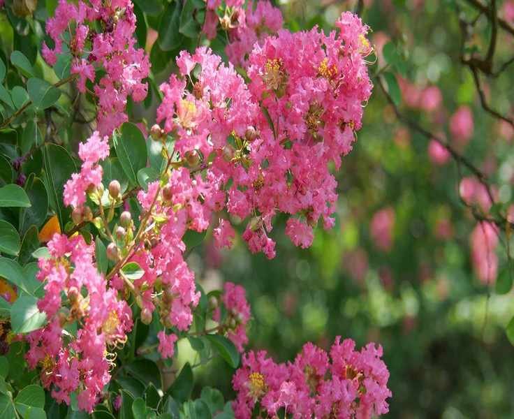 Crepe Myrtle Care: Essential Tips for Growing Stunning Flowering Trees