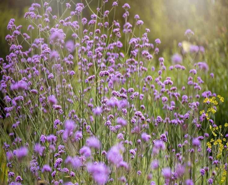Top 5 Stunning Verbena Varieties for Your Garden's Borders and Pots