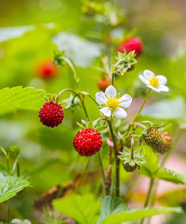 Alpine strawberries