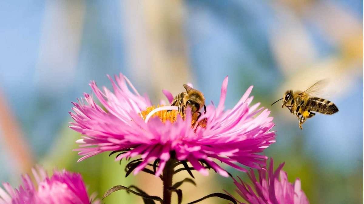 5 Early Blooming Flowers That Nourish Bees and Brighten Your Garden