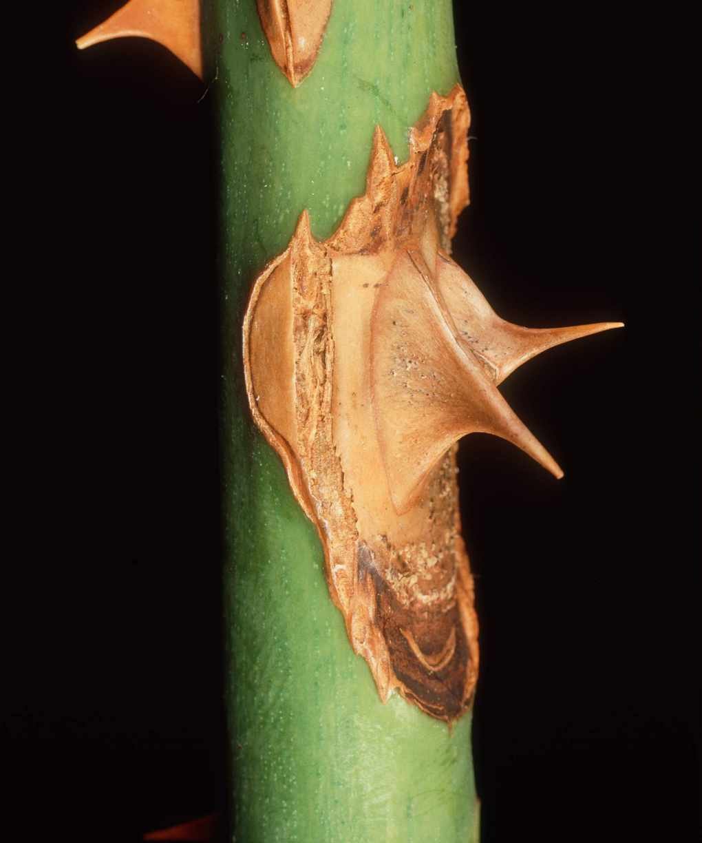 Rose showing signs of a Brand Canker