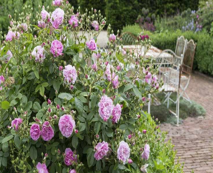 Prune Rambling Roses This Month for Gorgeous Blooms Next Year