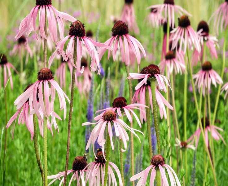 Top Perennials: 10 Resilient Flowers and Shrubs for Lasting Garden Beauty