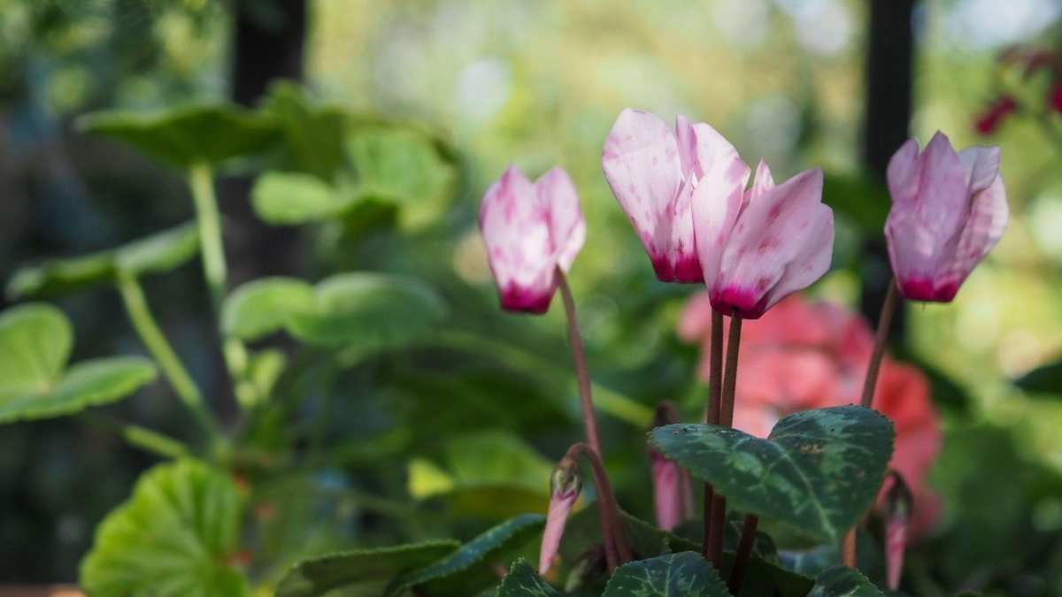 Spring Flowers for Shade: 5 Colorful Blooms for Low-Light Areas