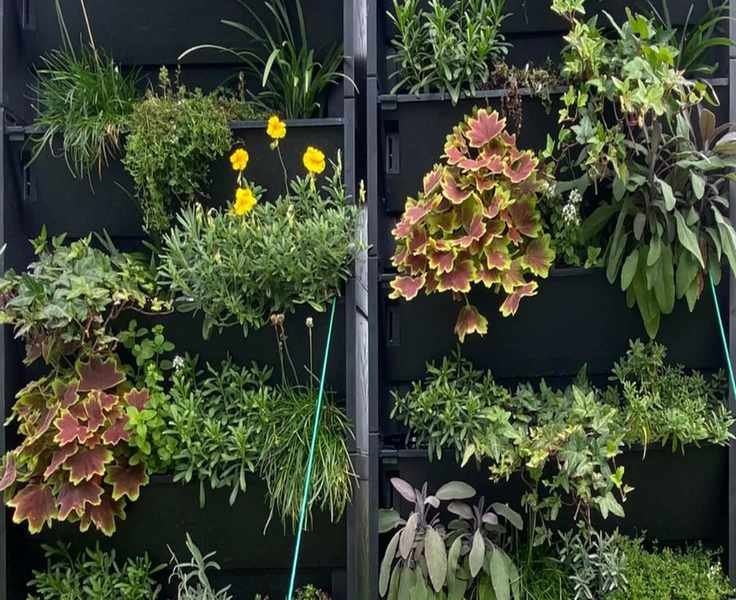 Top Living Wall Plants to Combat Air Pollution Effectively