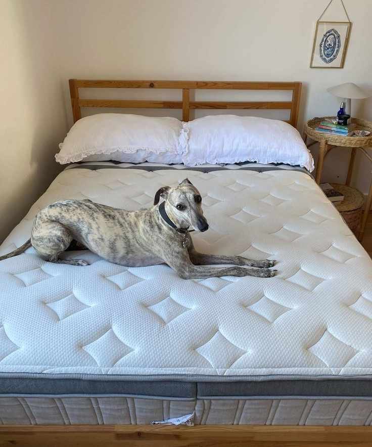 A brindle whippet on the Leesa Legend Chill Hybrid Mattress.