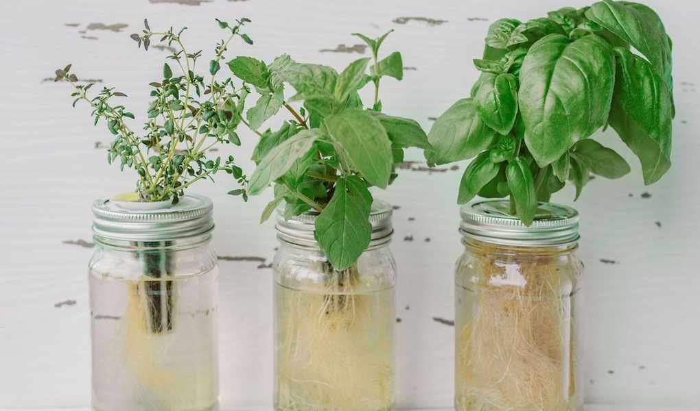 Grow Plants in Water: Simple Techniques for Year-Round Cultivation