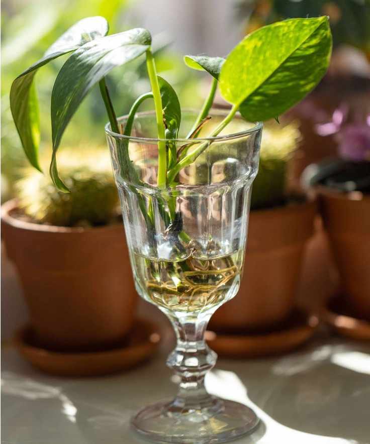 Propagate cuttings in water