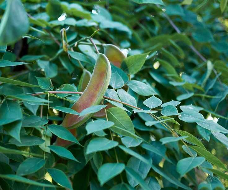Kentucky Coffee tree, Gymnocladus dioica
