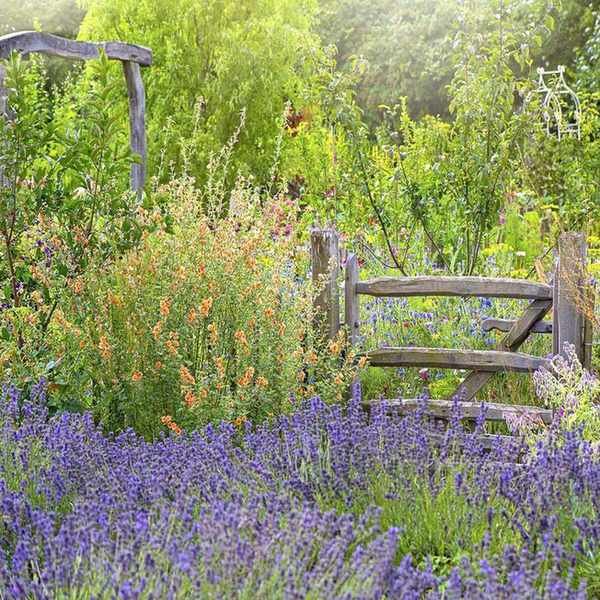 Rustic gate among gorgeous summer flowers