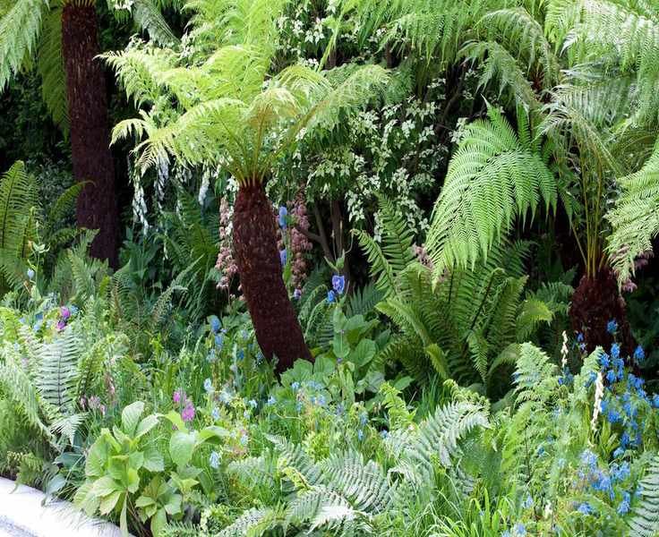Growing Ferns: Essential Tips for Planting and Caring for Them