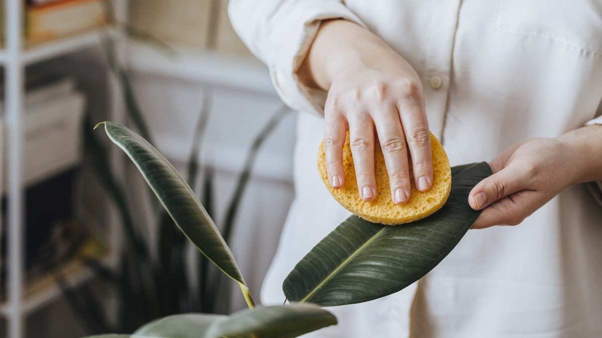 Cleaning Houseplant Leaves: Expert Tips for Natural Care