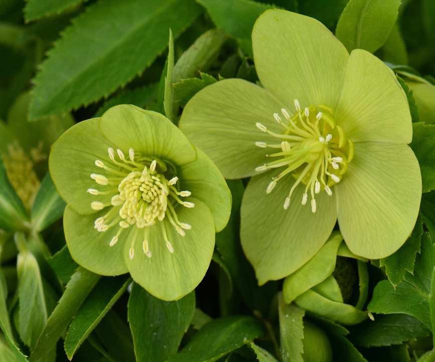 Hellebore odorus