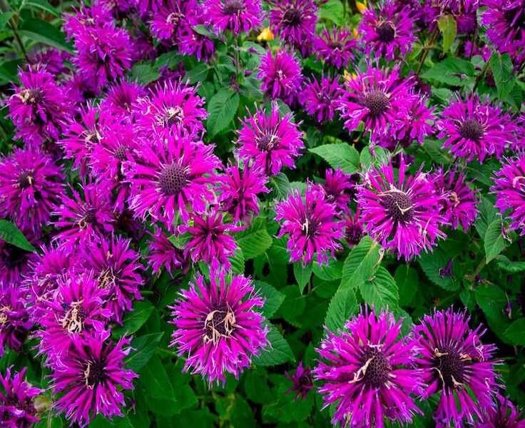 Growing Bee Balm: A Colorful Herb for Pollinators and Gardens