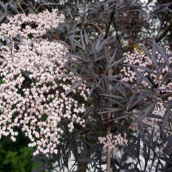 Elder Black Lace in garden