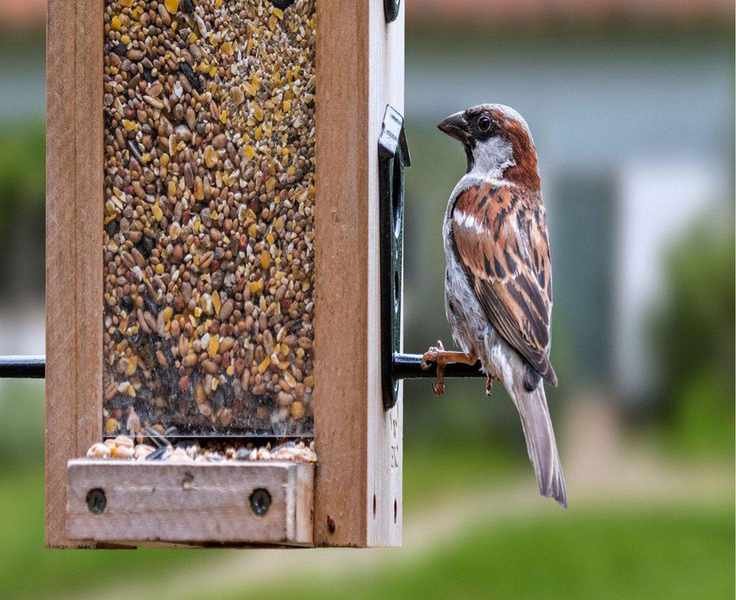 5 Expert-Recommended Strategies for Feeding Birds in Your Garden