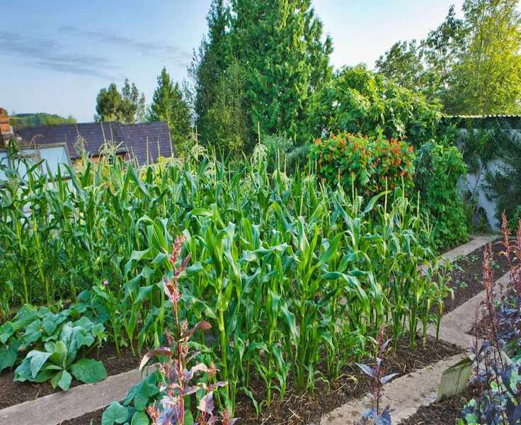 Planting Corn: Timing for a Thriving Harvest of This Classic Crop
