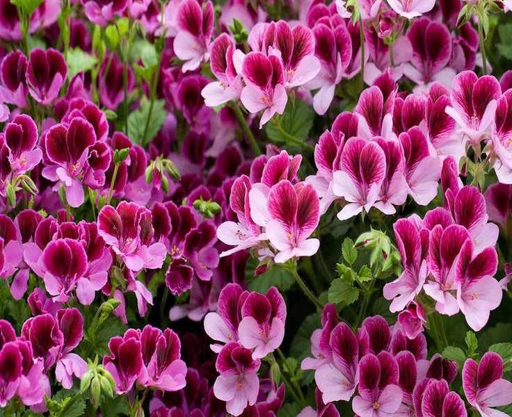Pelargonium Cuttings: Easy Propagation for Vibrant Bedding Geraniums