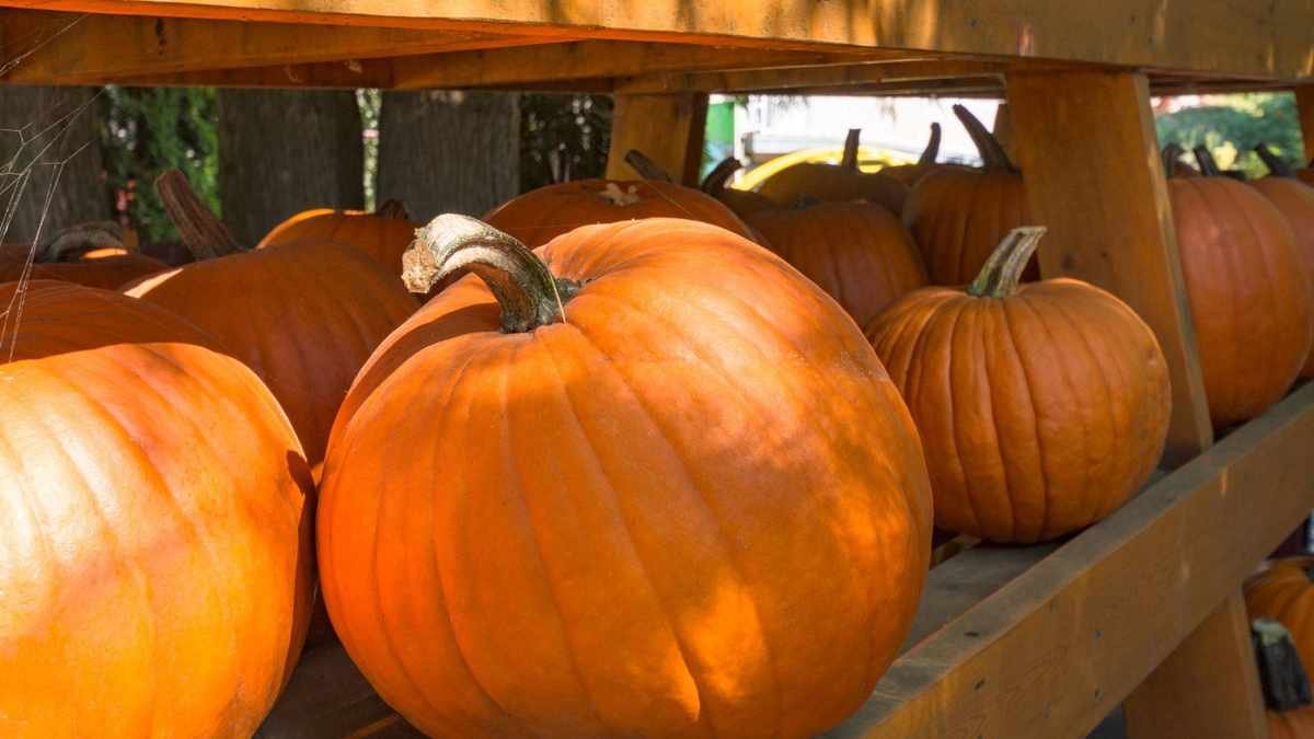 5 Essential Steps for Storing Pumpkins to Maximize Their Lifespan