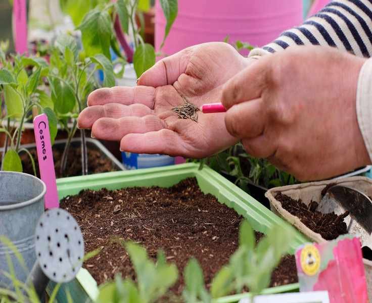 Ordering Seeds for Your Garden: 6 Essential Tips From Experts