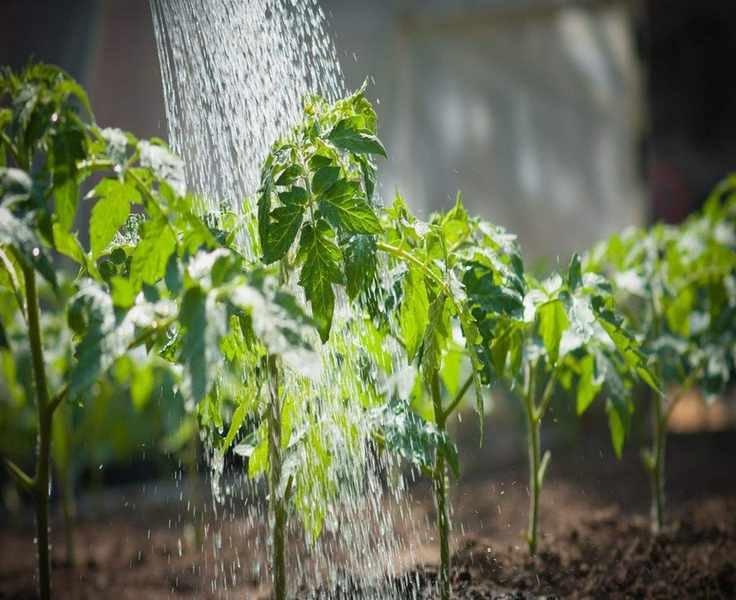Mastering Your Vegetable Garden Watering Schedule for Healthy Growth