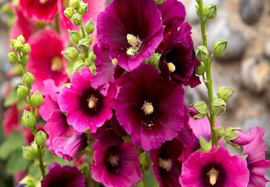 Understanding Biennials: Easy Plants for Your Garden