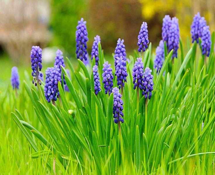 9 Simple Flower Bulbs for Stunning Blooms with Minimal Care