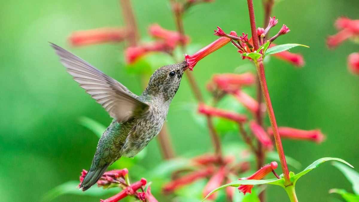 Help Hummingbirds During Their 4,000-Mile Migration Journey