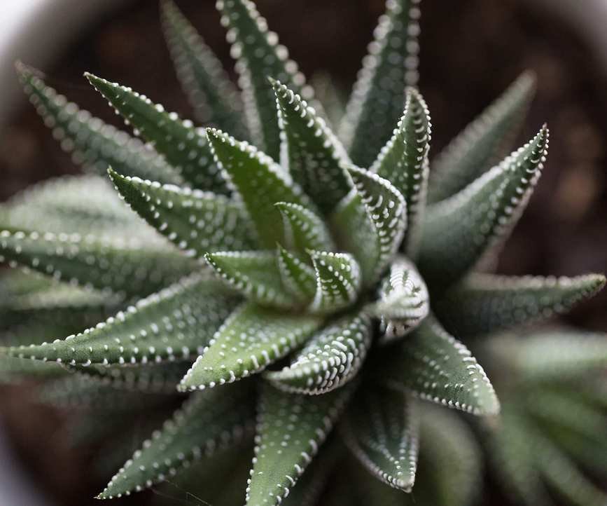 Haworthiopsis attenuata - the zebra haworthia.