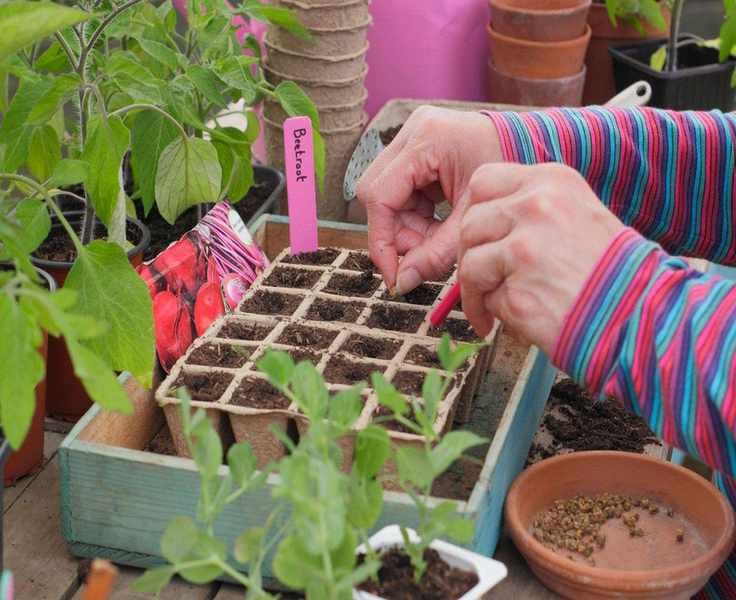 Essential Tips for Successful Seed Sowing Preparation