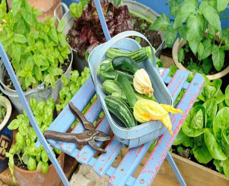 Top 5 Vegetables for Maximum Yields: Perfect Picks for Your Garden