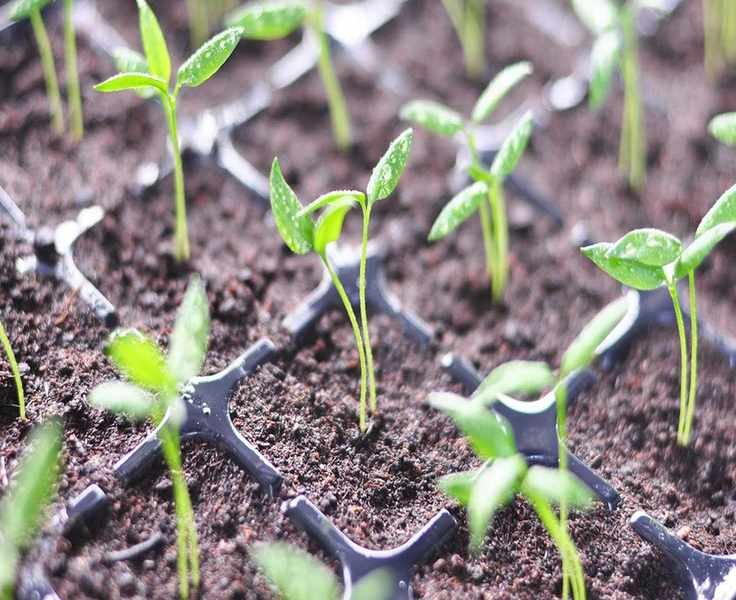 Dealing with Green Mold on Seedling Trays: Solutions for Gardeners