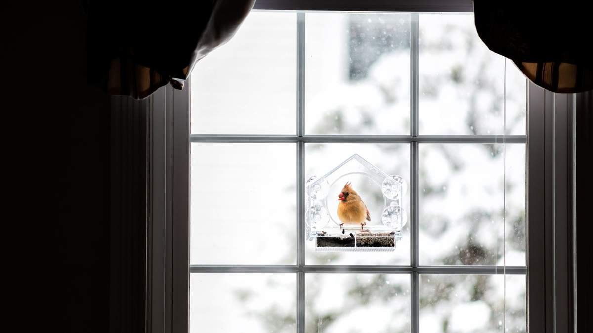 Comparing Window Bird Feeders and Standard Bird Feeders for Your Yard