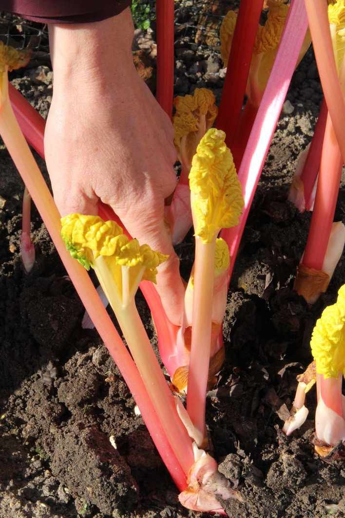 harvesting rhubarb
