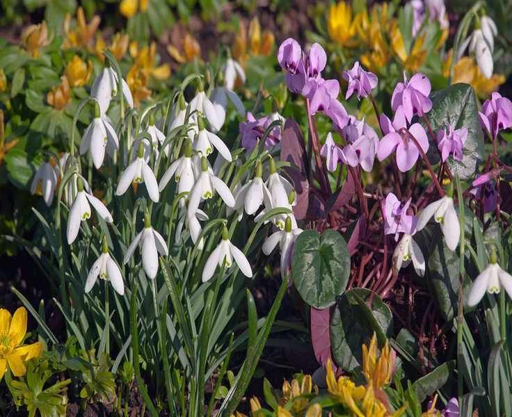 Top Miniature Bulbs for Small Gardens and Planters