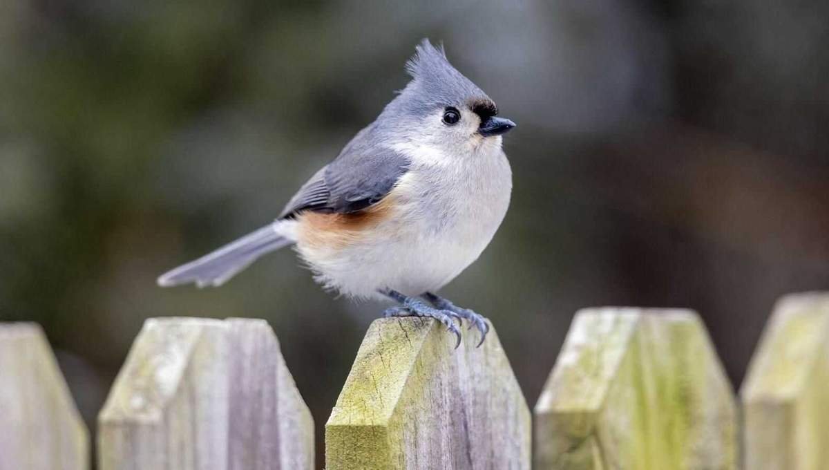 7 Effective Ways to Attract a Tufted Titmouse to Your Backyard