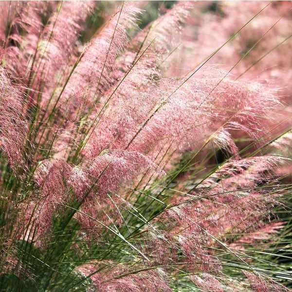Pink muhly grass
