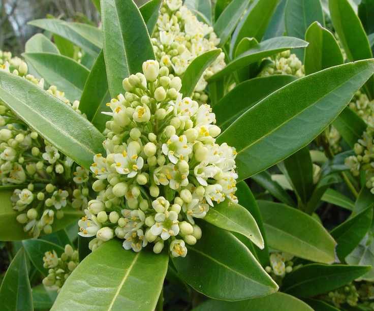 Skimmia Kew Green