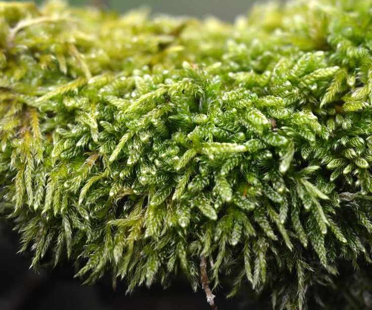 sphagnum peat moss