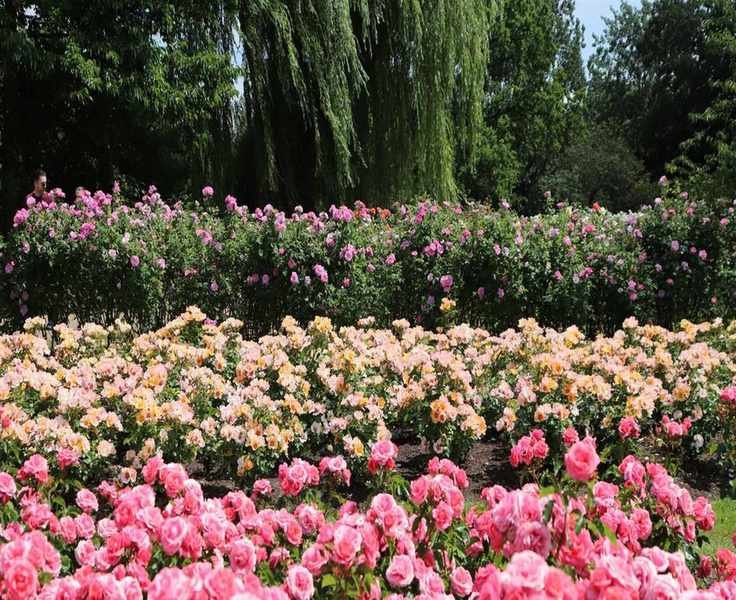 Growing Ground Cover Roses: Expert Tips for Gorgeous Low-Growing Blooms