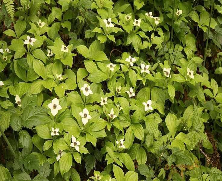 Top Ground Cover Plants to Prevent Weeds in Your Yard