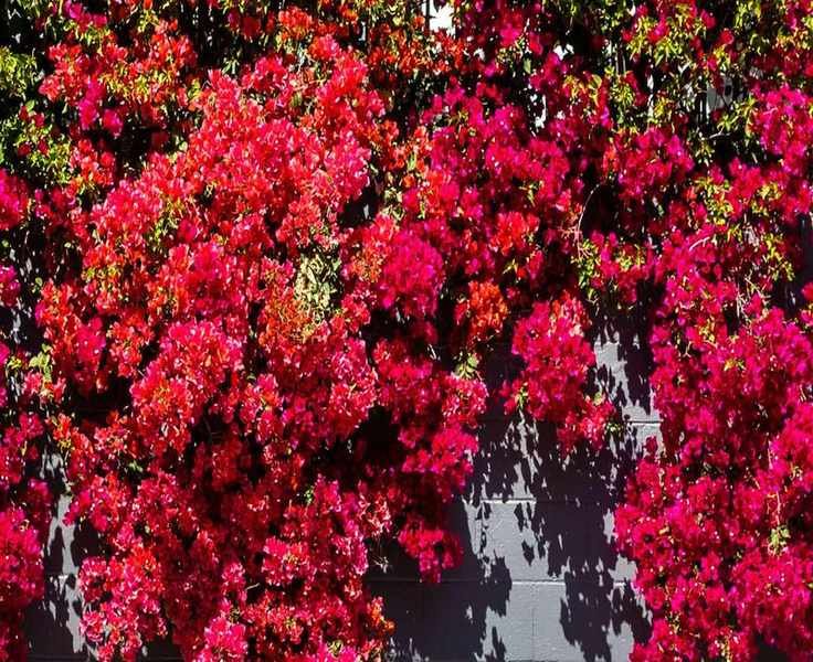 How to Easily Propagate Bougainvillea: 2 Proven Methods