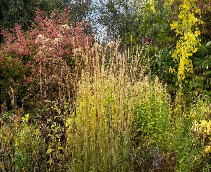 Top Fall Plants for Privacy – 11 Beautiful Selections for Your Garden