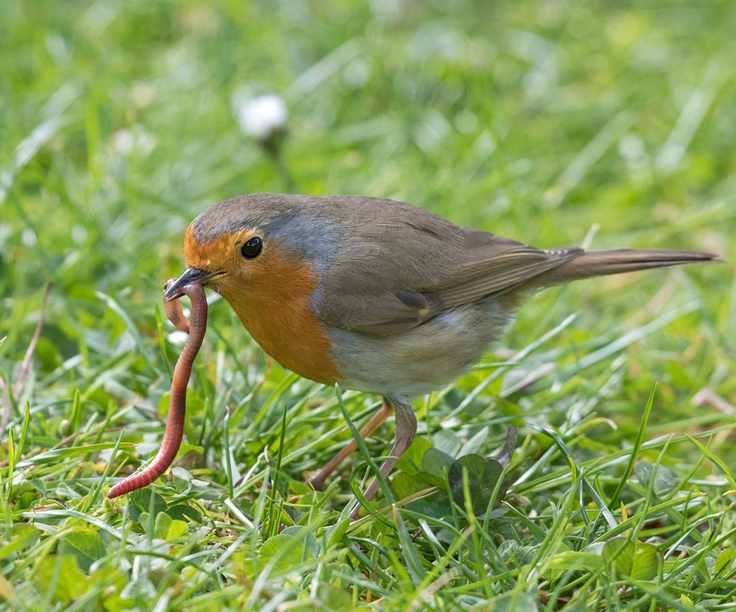 European robin (Erithacus rubecula) catching an earthworm