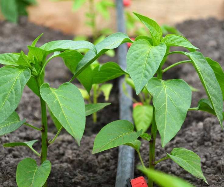 drip irrigation system