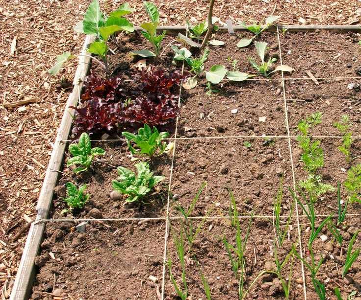 square foot gardening bed with string grid