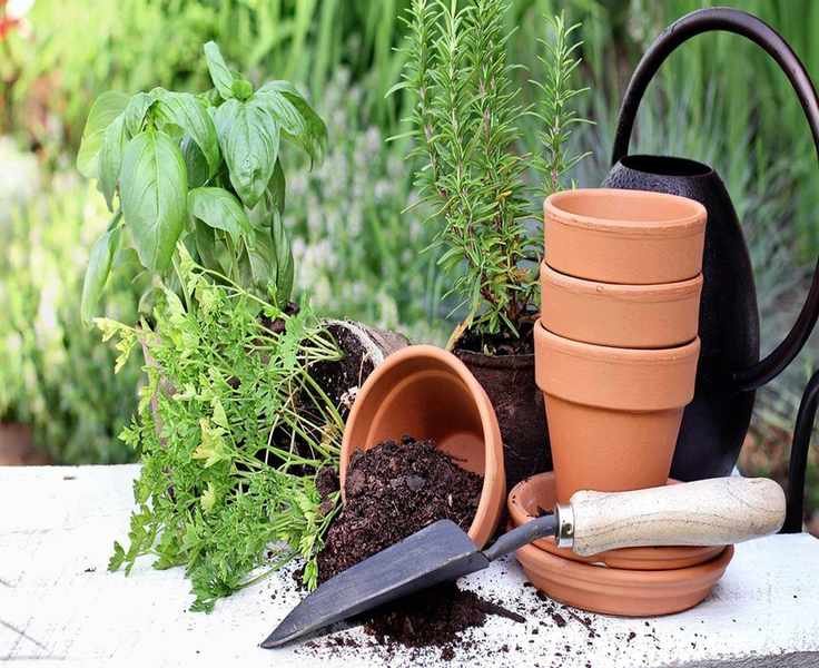 Can You Reuse Potting Soil? Expert Tips for Safe Recycling