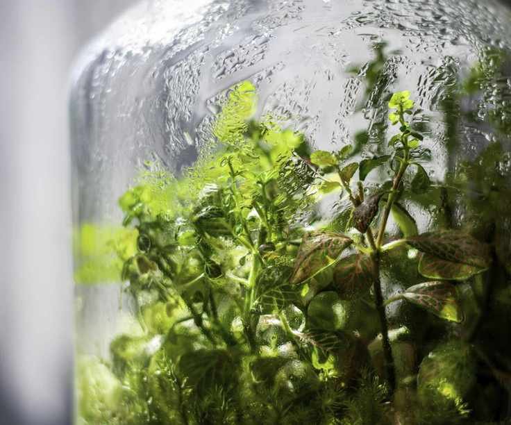 terrarium