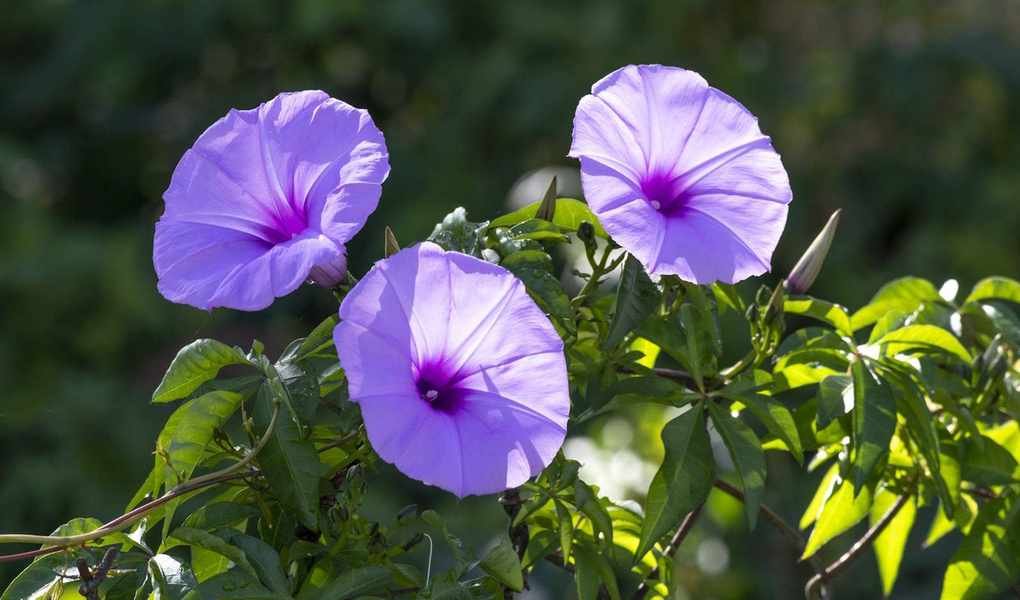 Growing Morning Glory from Seed for Stunning Floral Displays